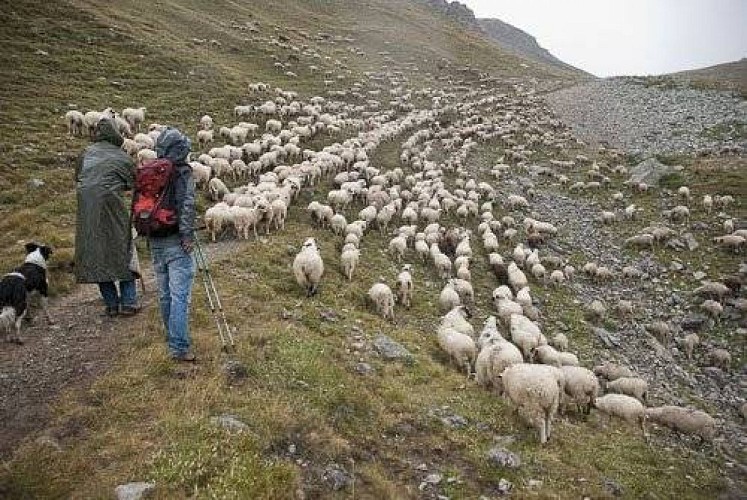 Troupeau de moutons du groupement pastoral du Barbier, avec Laurent MARTINEZ (berger). 