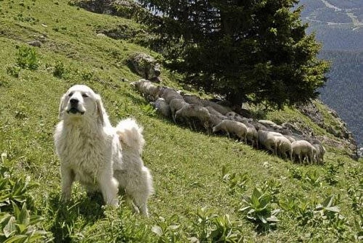 Chien de protection (patou) et troupeau ovin sur l'alpage de Montafia, commune de Termignon. 