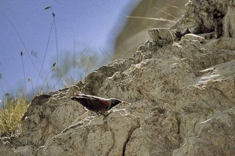 Tichodrome Èchelette. 