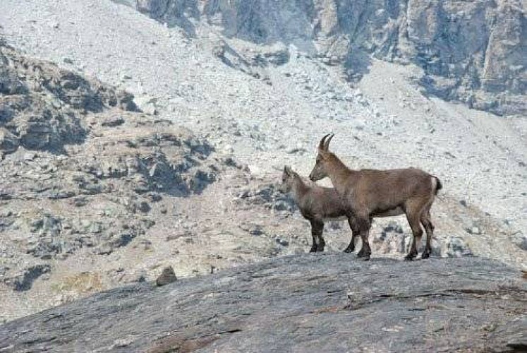 Etagne et cabri de bouquetin sur une dalle rocheuse. Près du Lac d'Ambin, Bramans.