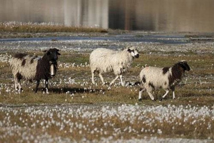 Moutons de race Thônes et Marthod.
