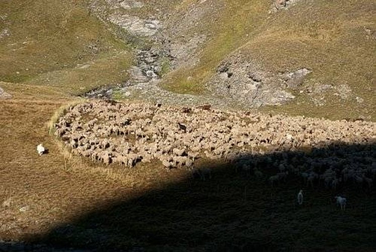 Troupeau de moutons et de chèvres au parc de nuit avec leurs chiens de protection.