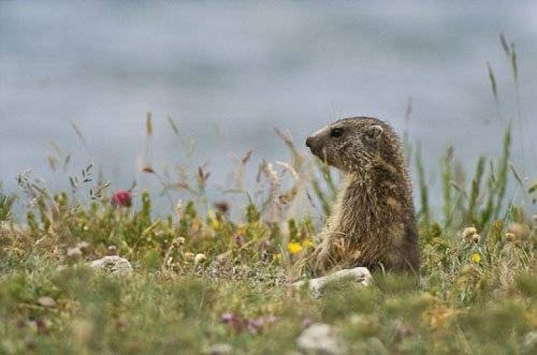 Jeune marmotte de l'année.