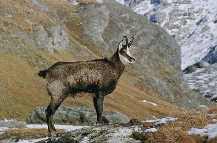 Jeune chamois, mâle, en pelage d'hiver.