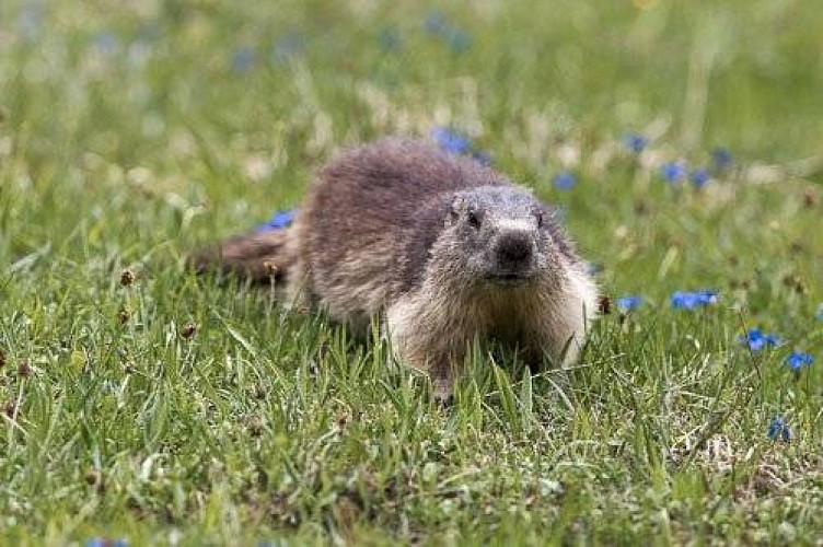 Marmotte des Alpes.