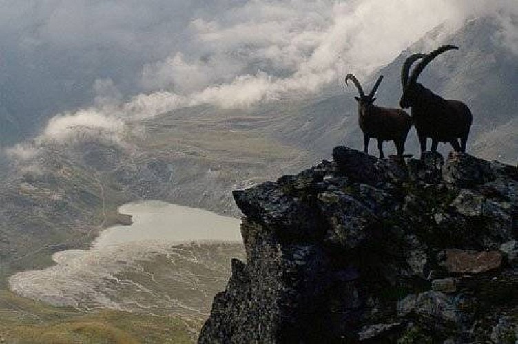 Bouquetins des Alpes mâles. Vue vers le Lac Blanc en contrebas.