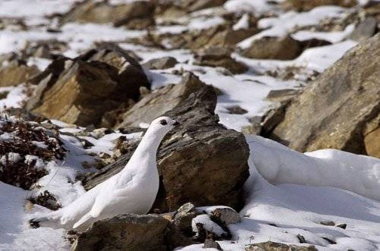 Lagopède alpin au sol, en plumage d'hiver.