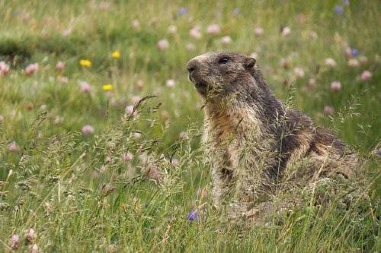 Marmotte des Alpes sur son terrier.