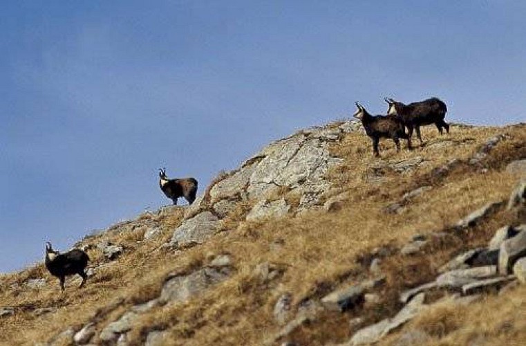 Chamois mâles.