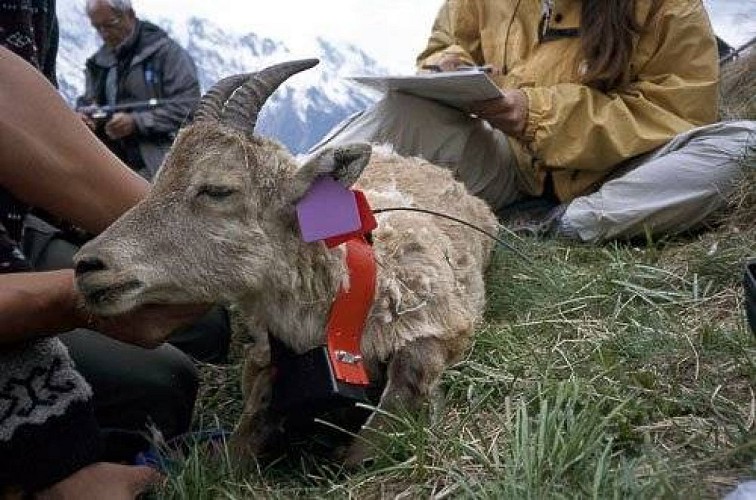 Bouquetin des Alpes, né en 2000, animal marqué n°47.
