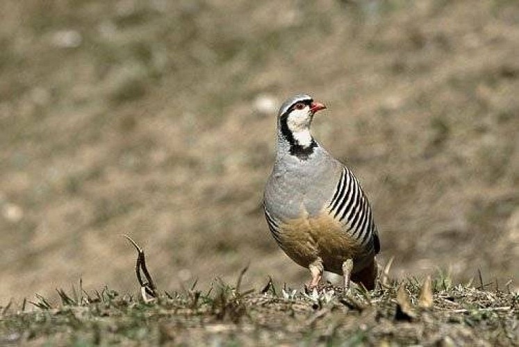 Perdrix bartavelle seule et de face.