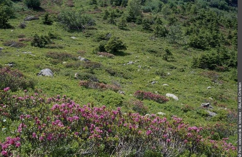Lande à rhododendrons en fleurs et végétation arbustive