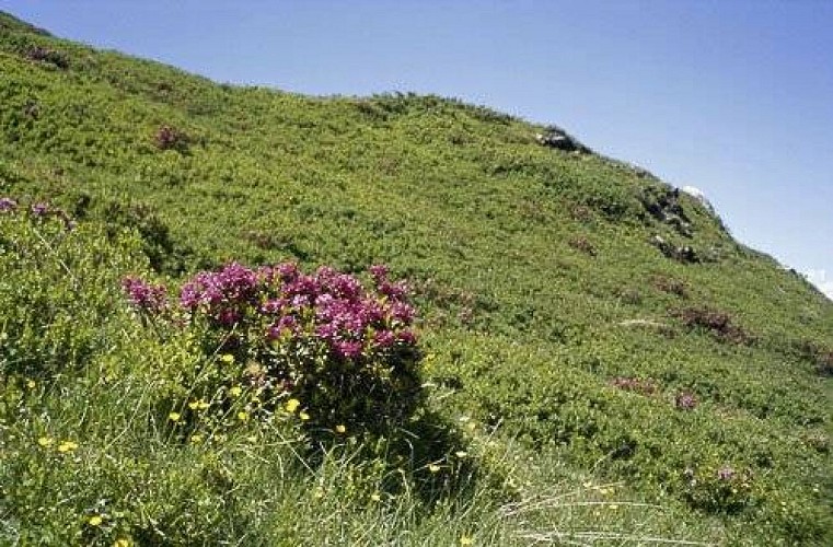 Lande à rhododendron ferrugineux.