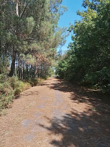 Airial_des_pins_troudart_bacquet (1) (Copier)