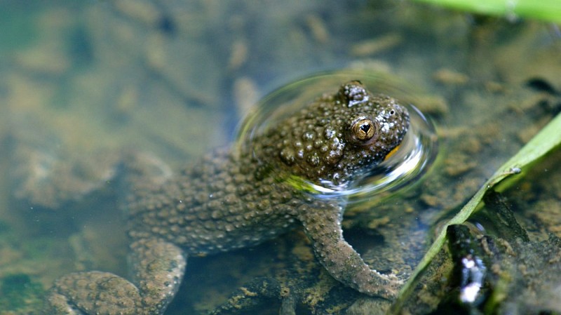 Pupitre pédagogique de la mare