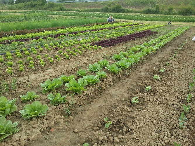 Gaec à l'Arpent Vert légumes bio