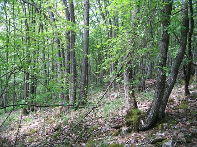 Bois et Domaine de Méan (anc. domaine militaire 1932-1990)