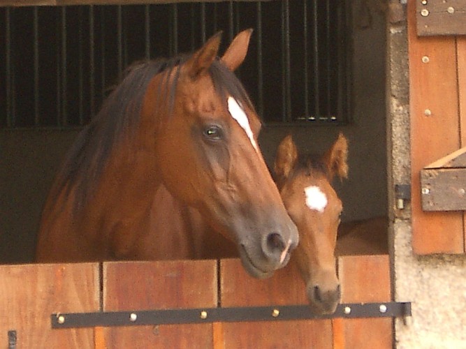 Les Seychas Equestrian Centre