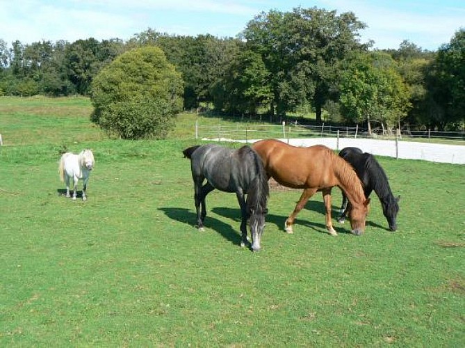 Equitation, balades - Ecuries d'S'Poir