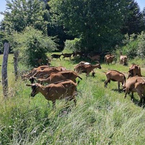 les_caprines_de_bouix_8