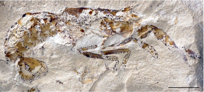 Espace de Découverte de la Faille de Meyssac et de la Pierre