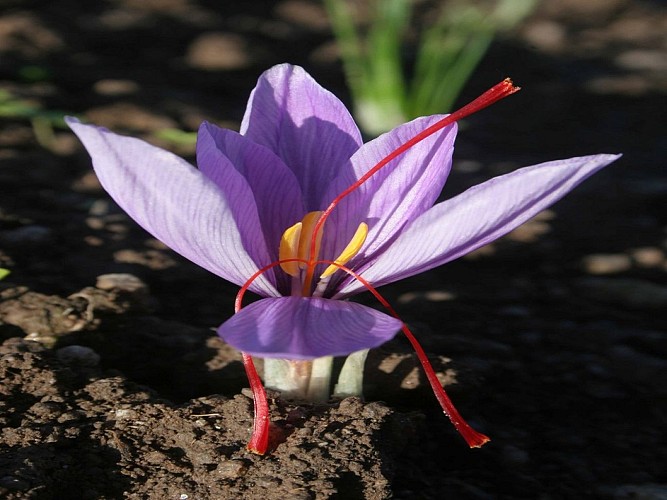 La safranière des Pierres Jaumâtres