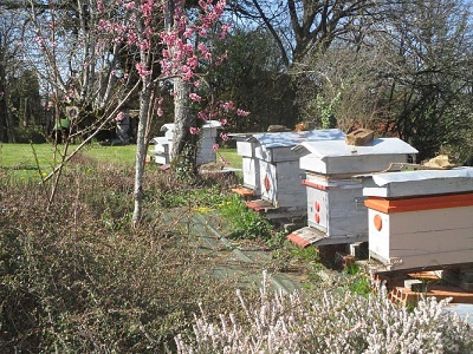 Rucher de la panetterie_2