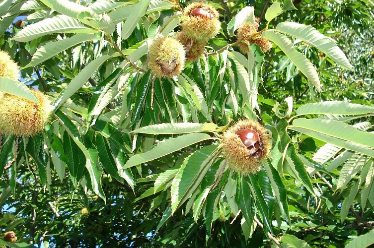 Les Vergers de Leycuras