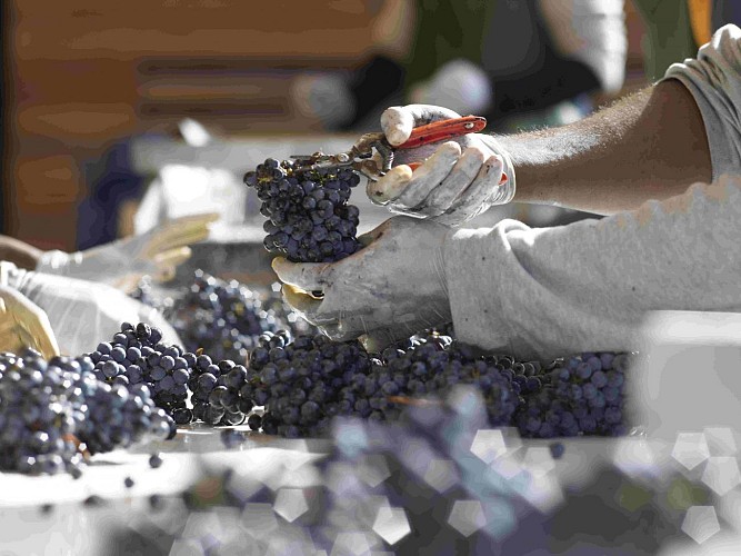 Châteaux Branas et Granins Grand Poujeaux Moulis en Medoc (5)