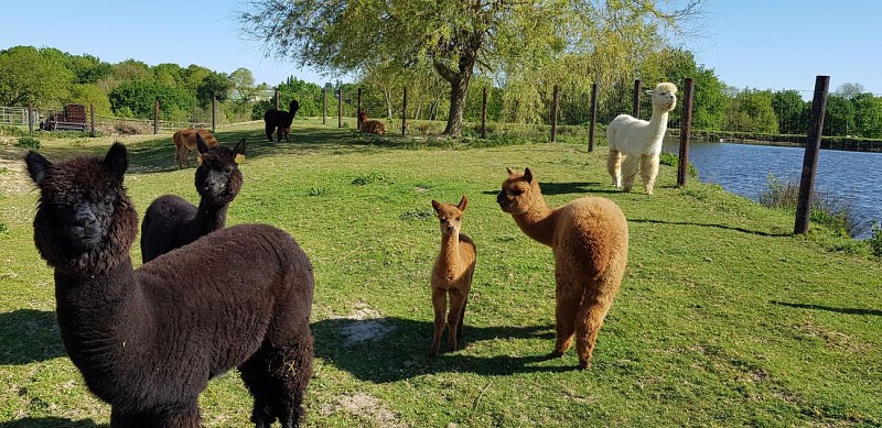 Haras de la Montagne