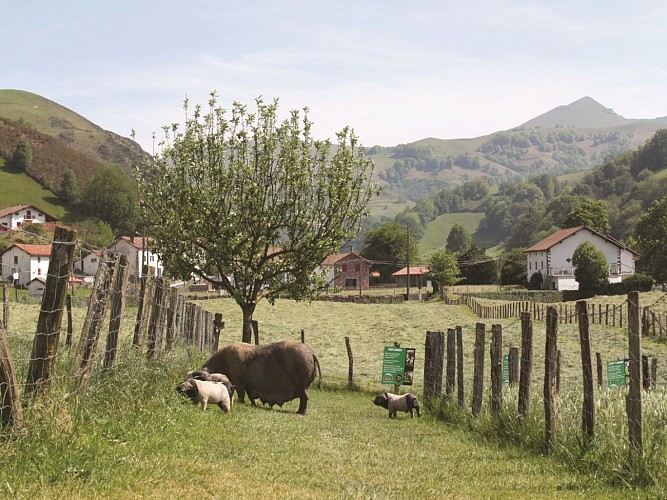 Salaisons-Pierre-Oteiza---porcs-en-liberte---Vallee-des-Aldudes