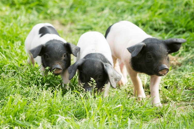 cochons-balade-pedagogique-pierre-oteiza