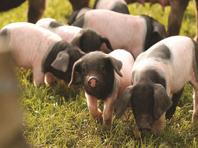Salaisons Pierre Oteiza - porcs pie noir - Vallée des Aldudes