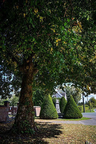 Tilleul de Hollande et hêtre