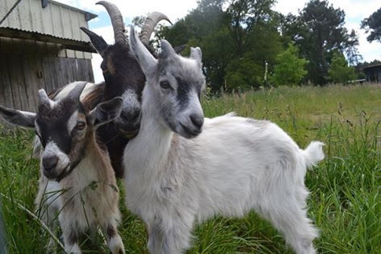 begonia et ses chevreux