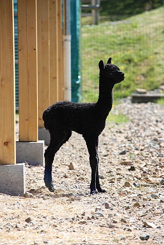 Alpaga