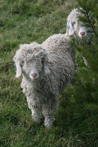 Chèvre angora