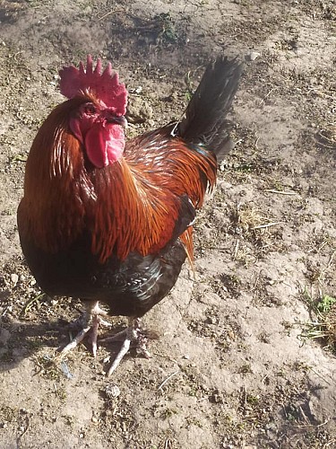 Le temps d'un Champs_Montval sur Loir (1)