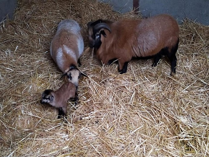 Le temps d'un Champs_Montval sur Loir (4)