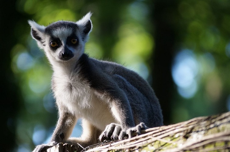 Bébé lémurien