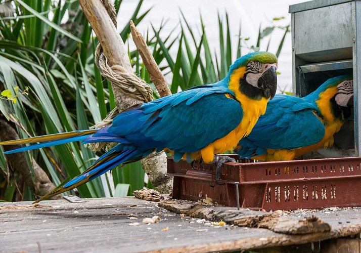 Spaycific' Zoo- Enclos des Aras