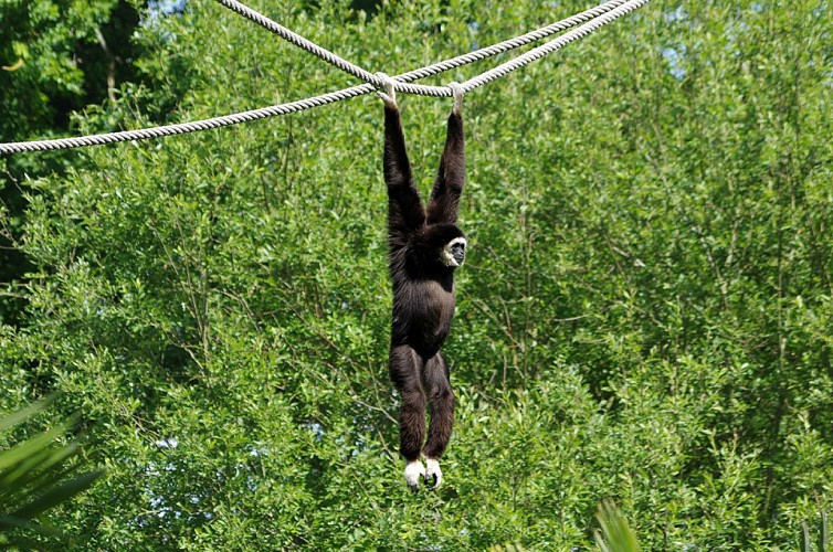 Gibbon-mains-blanches