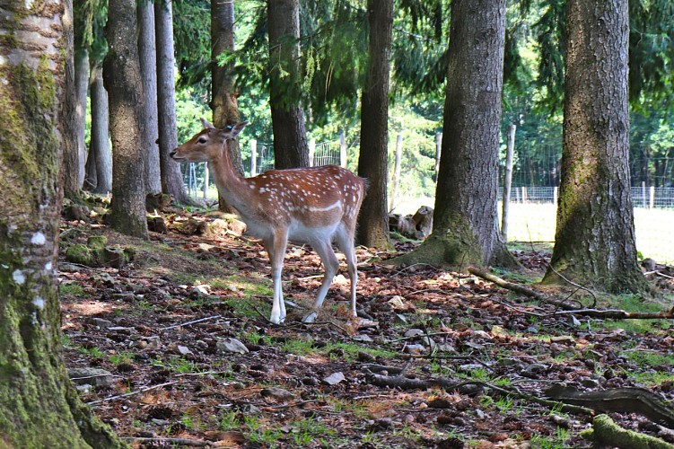 Parc animalier Saint-Léonard-des-Bois