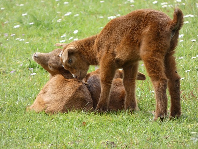 Parc animalier Saint-Léonard-des-Bois