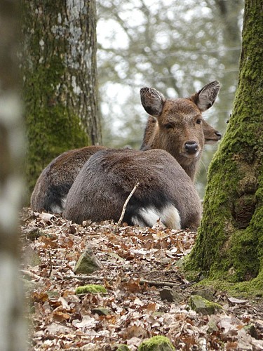 Parc animalier Saint-Léonard-des-Bois