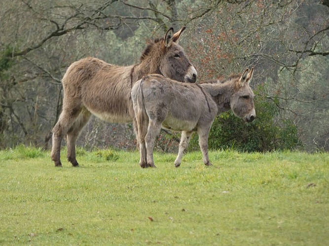 Parc animalier Saint-Léonard-des-Bois