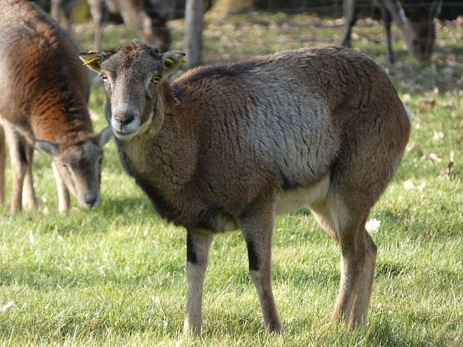 Parc animalier Saint-Léonard-des-Bois