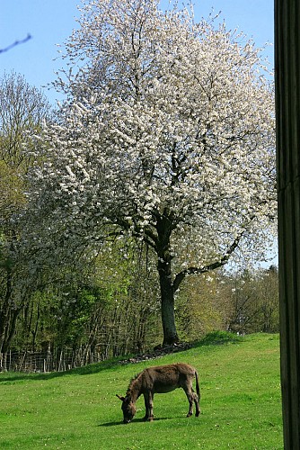 Parc animalier Saint-Léonard-des-Bois