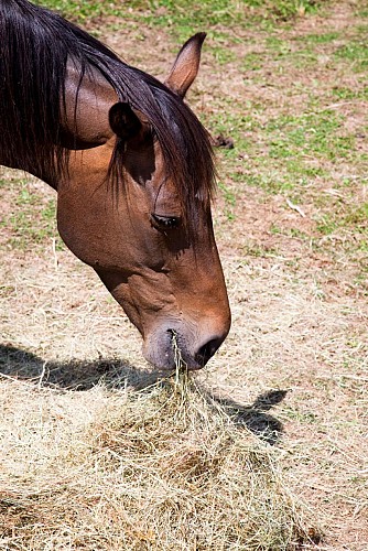 vallee-de-la-sarthe-cheval-ITI-72