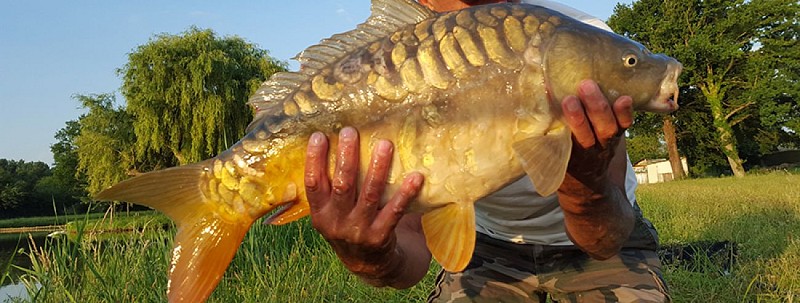 EnormeCarpeEtangDeFatines